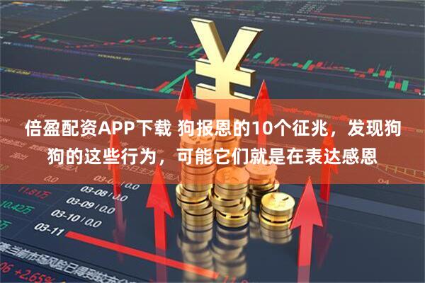 倍盈配资APP下载 狗报恩的10个征兆，发现狗狗的这些行为，可能它们就是在表达感恩